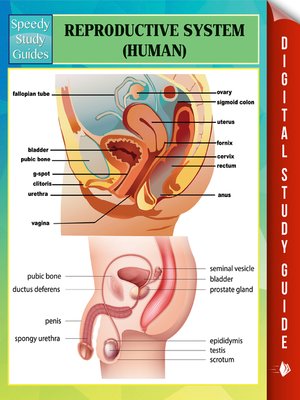 cover image of Reproductive System (Human)